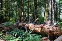 MacMillan Provincial Park - Vancouver Island