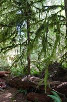 MacMillan Provincial Park - Vancouver Island