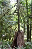 MacMillan Provincial Park - Vancouver Island