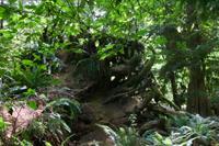 MacMillan Provincial Park - Vancouver Island