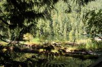 MacMillan Provincial Park - Vancouver Island