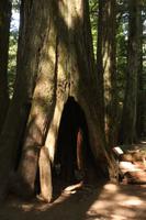 MacMillan Provincial Park - Vancouver Island