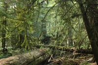 MacMillan Provincial Park - Vancouver Island