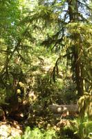 MacMillan Provincial Park - Vancouver Island