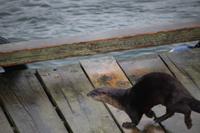 Fischotter im Pacific Rim Nationalpark