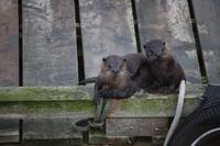 Fischotter im Pacific Rim Nationalpark