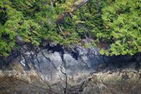 Bärenbeobachtung im Pacific Rim Nationalpark
