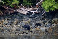 Bärenbeobachtung im Pacific Rim Nationalpark