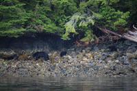 j Bärenbeobachtung im Pacific Rim Nationalparkpg