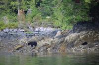 Bärenbeobachtung im Pacific Rim Nationalpark