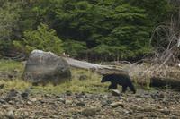 Bärenbeobachtung im Pacific Rim Nationalpark