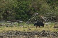 Bärenbeobachtung im Pacific Rim Nationalpark