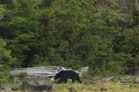 Bärenbeobachtung im Pacific Rim Nationalpark