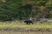 Bärenbeobachtung im Pacific Rim Nationalpark