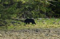 Bärenbeobachtung im Pacific Rim Nationalpark