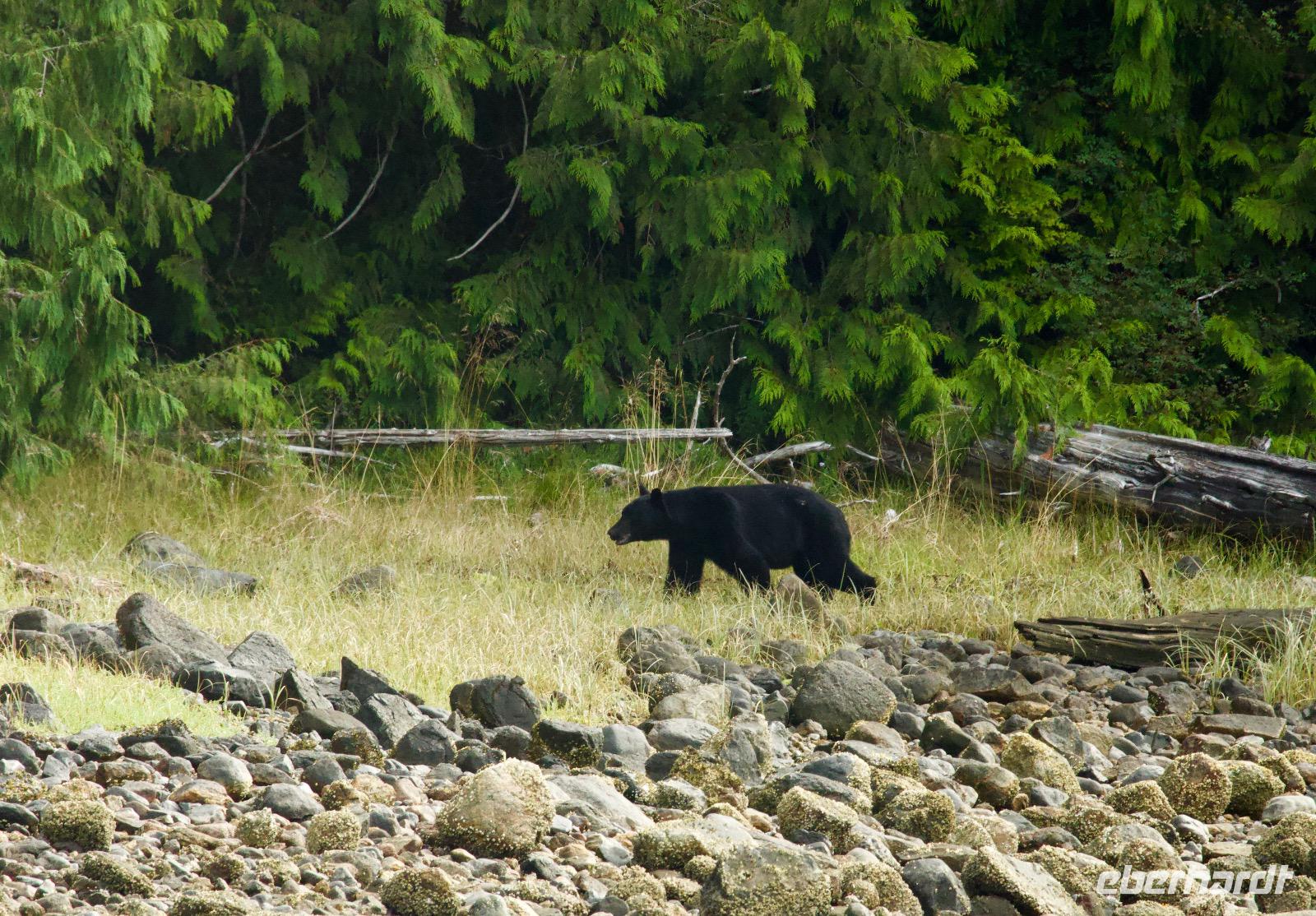 Bärenbeobachtung im Pacific Rim Nationalpark