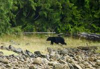 Bärenbeobachtung im Pacific Rim Nationalpark