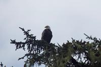 Weißkopfadler im Pacific Rim Nationalpark