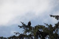 Weißkopfadler im Pacific Rim Nationalpark