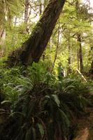 Pacific Rim Nationalpark