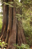 Pacific Rim Nationalpark