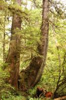 Pacific Rim Nationalpark