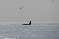 Walbeobachtung bei Victoria - Vancouver Island