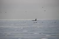 Walbeobachtung bei Victoria - Vancouver Island