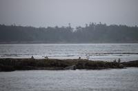 Walbeobachtung bei Victoria - Vancouver Island