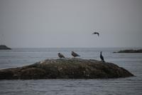 Walbeobachtung bei Victoria - Vancouver Island