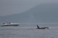 Walbeobachtung bei Victoria - Vancouver Island