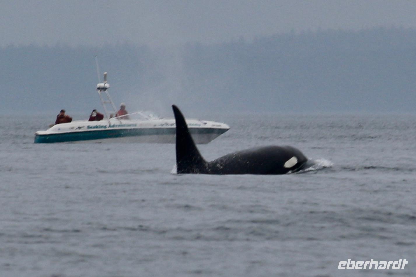 Walbeobachtung bei Victoria - Vancouver Island