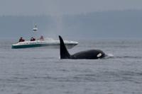 Walbeobachtung bei Victoria - Vancouver Island