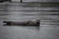 Walbeobachtung bei Victoria - Vancouver Island