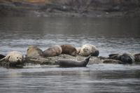 Walbeobachtung bei Victoria - Vancouver Island