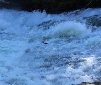 Lachse springen in Baileys Chutes