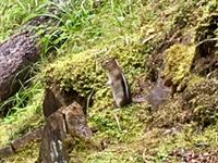 Das Streifenhoernchen