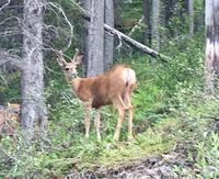 Ein Weisswedelhirsch