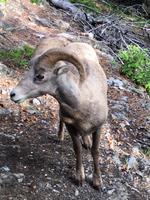 Das neugierige Krummhornschaf