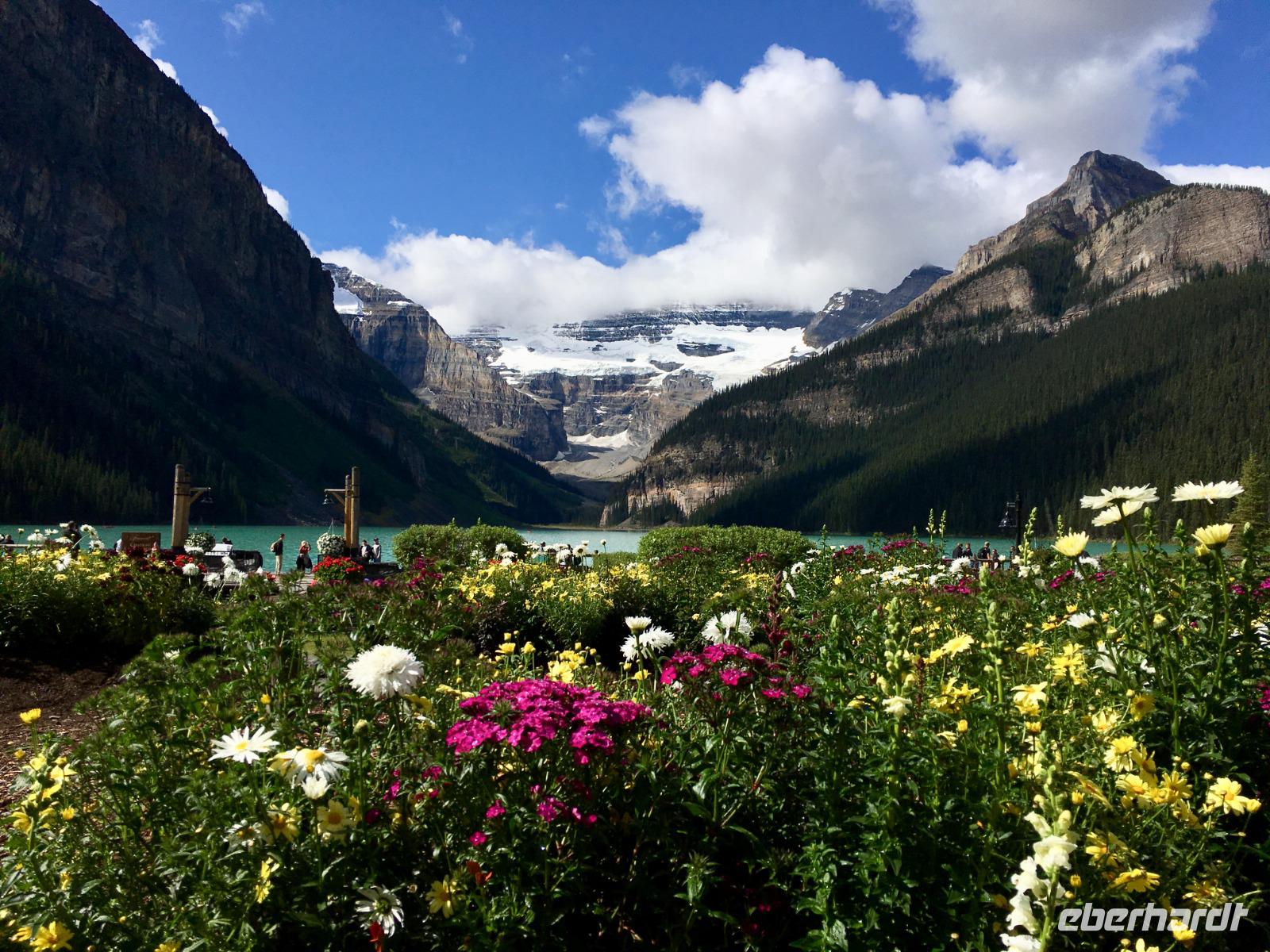Blumenpracht bei Lake Louise