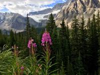 Kraehenfuss-Gletscher