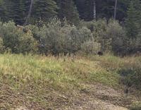 Der verletzte Baer fluechtet in den Wald