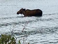 Eine Elchkuh - Moose