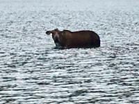 Die Elchkuh ist auf Algendiaet