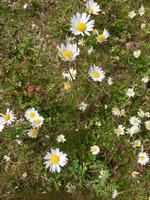 Margeriten im Herbst