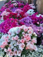 Blumenpracht in Jasper