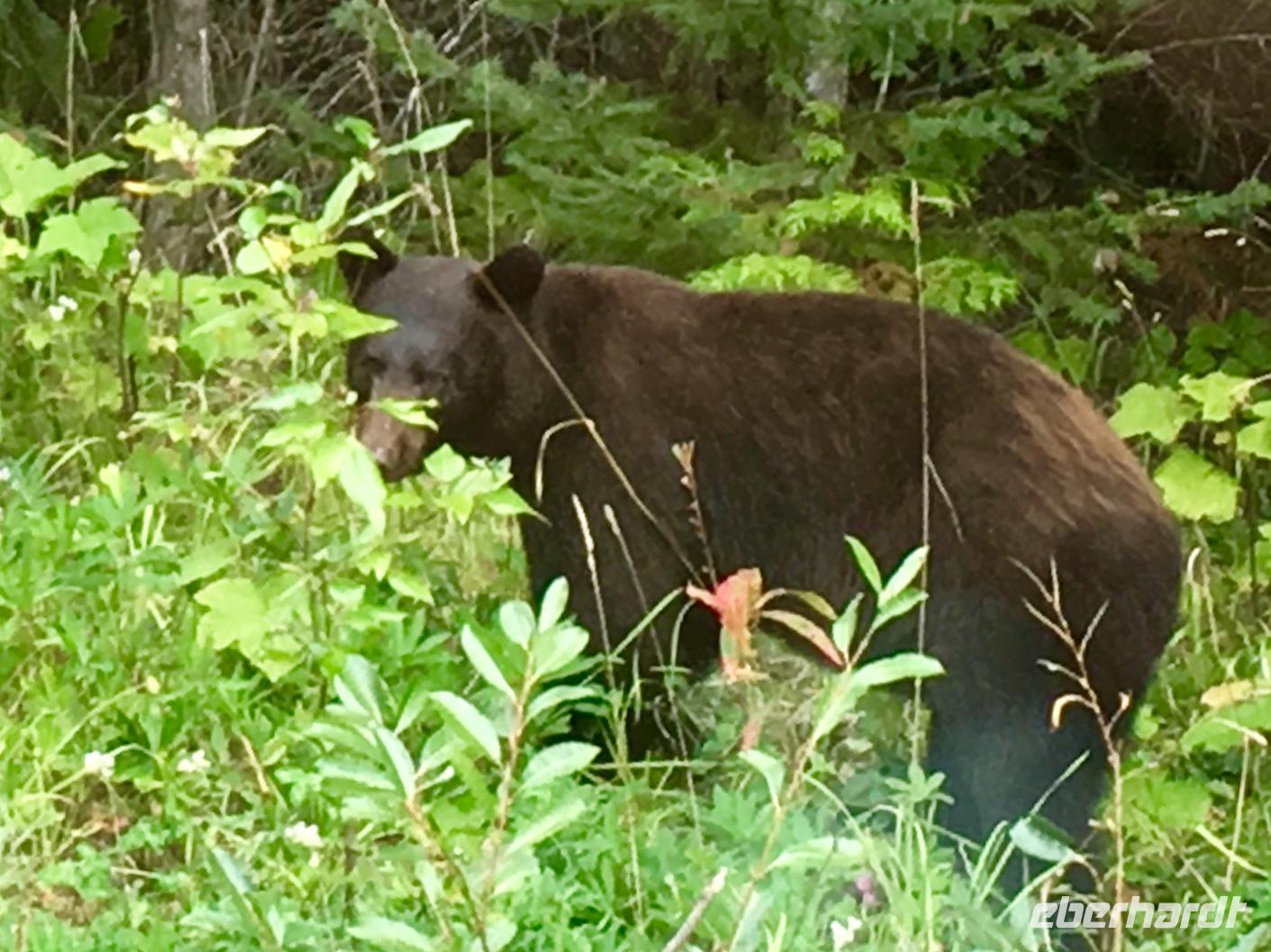Da steht schon der Baer