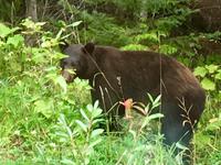 Da steht schon der Baer