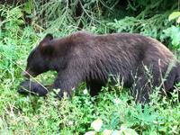 seine grossen Tatzen