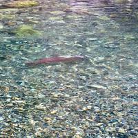 Ein laichender Sockeye